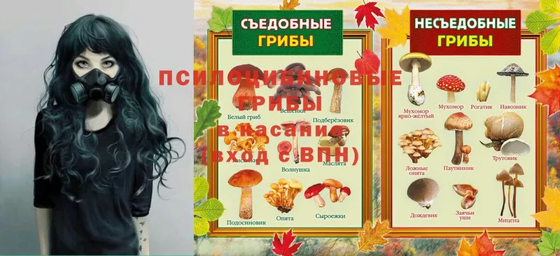 Псилоцибиновые грибы Psilocybe  Баймак 